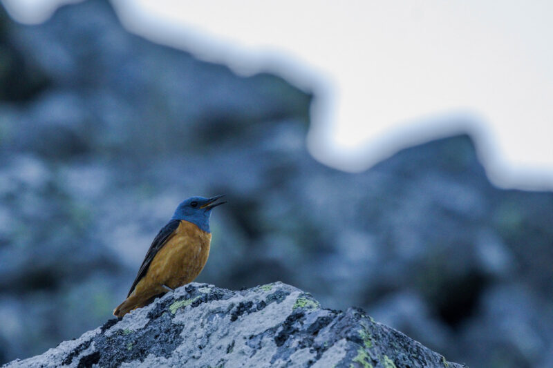 Monticole merle-de-roche mâle dans les Monts Dore